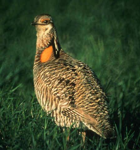 Attwater s Greater Prairie-Chicken Year-Round Resident, TX Gulf Coast Nests and Forages in Tallgrass Prairie; Males Require Slightly Elevated, Sparsely Vegetated Display Areas Federally Listed