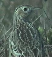 Sprague s Pipit Winter Resident Gulf Coast Forages and Roosts in Short, Sparsely Vegetated Grasslands Breeding Bird Survey