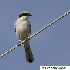 Loggerhead Shrike Year-Round Resident Gulf Coast Uses Relatively Short Grass Areas with Scattered Trees or Shrubs for Nest Placement; Winters Similar Areas Breeding Bird Survey Significant Decreasing