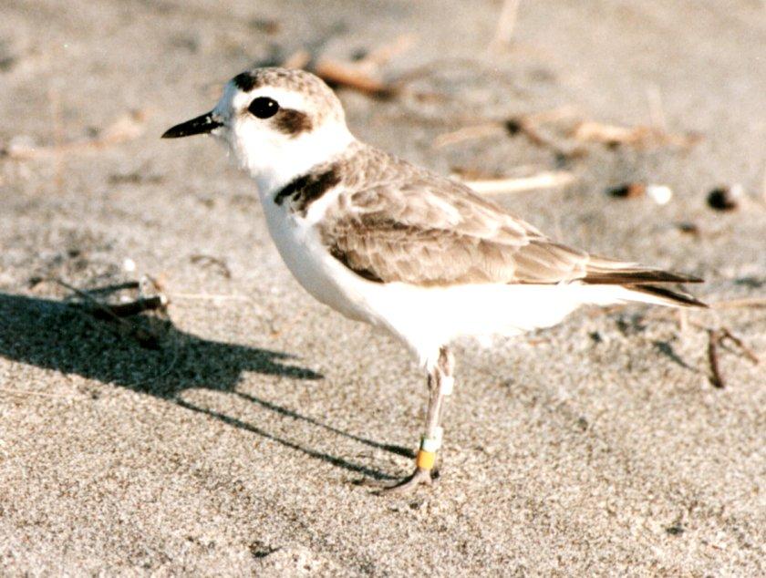 Snowy Plover Breeds and Winters Along Gulf Coast Forages Intertidal Zone and Overwash Areas; Nests Above High Tide Line in Largely Non- Vegetated Dunes U.S. Shorebird Conservation Plan Rank Highly