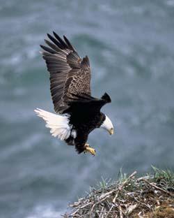 Bald Eagle Winter Resident, Local Breeder Gulf Coast Nests in Coastal Cypress Forests Federally Listed Threatened Proposed for De-Listing