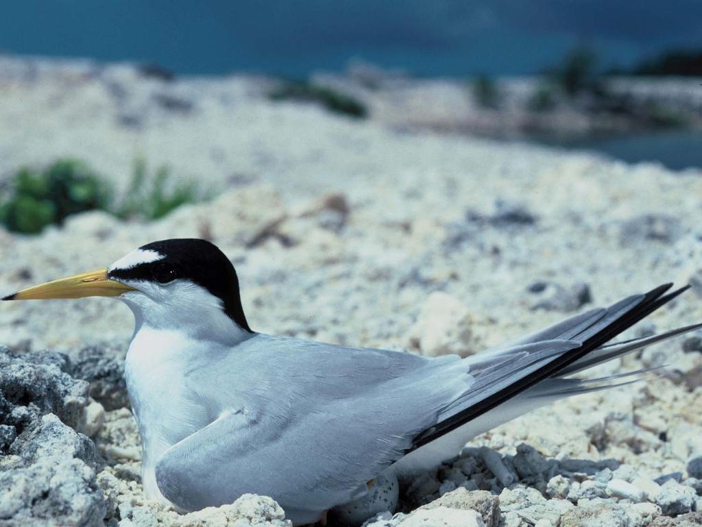 Least Tern Summer Resident & Transient, Gulf Coast Nests on Open Sandy/Shelly Beaches, Overwash Areas, Islands; Forages Nearshore Waters High Concern North American Waterbird Conservation Plan