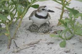 Wilson s Plover Summer Resident, Winters Locally U.S. Gulf Coast Breeds on Sandy/Shelly Beaches, Islands, or Spoil Deposits with Sparse Vegetation; Forages Intertidal Zone and Overwash Areas U.