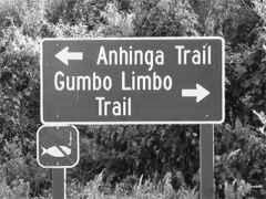 You will have an opportunity to visit two trails: the Anhinga Trail, a half-mile boardwalk winding through the