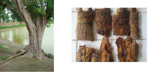 mainly grown in state of Haryana, Bihar, Kerala and Madhya Pradesh. Ficus religiosa.