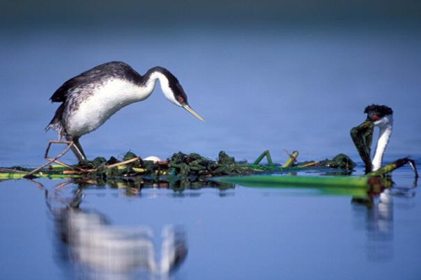 Western and Clark s Grebe Ecology Colonial nesting species Inland lakes and reservoirs Highly wetland