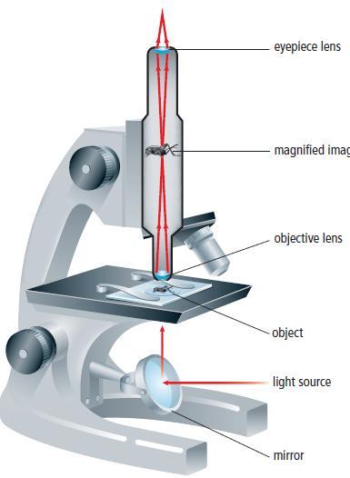 Microscopes A compound light microscope uses two convex lenses with relatively short focal lengths to magnify small, close objects.