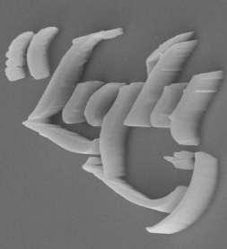 contrast 10µm 10µm Arbitrary structures can be printed at <