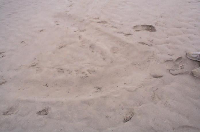 If you don t see the seals you can tell where they ve been by the marks in the sand where they haul out or come ashore.