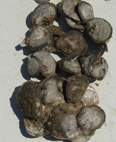 abundance oyster