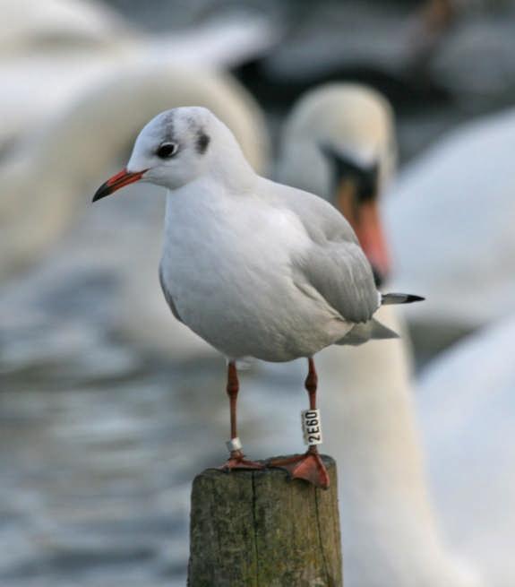 Black Headed Gulls are a relatively recent addition to the breeding species in the CWP with the first pairs breeding at Lake 34 in 1998.
