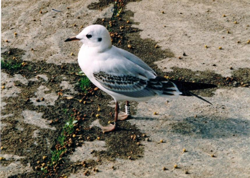 A young Black Headed Gull - 2A92 - which was ringed June 2004 at Lake 9 as a chick and sighted in Cheshire September 2004 Can the numbers breeding be increased by providing more artificial nest sites?