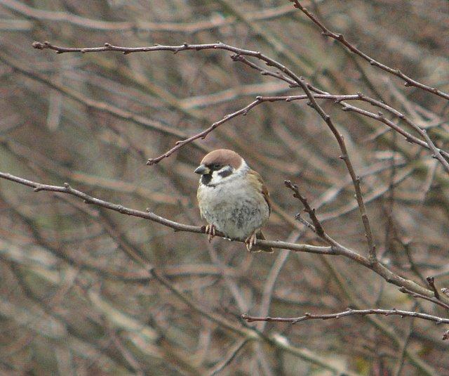 (Ian McKerchar) Tree Sparrow used to occur in large flocks during winter, attracted to seed placed along the feeding station