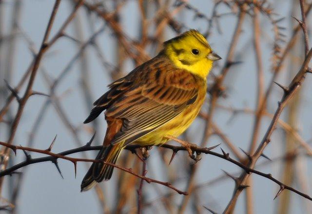 Yellowhammer is an Astley Moss forte with regular flocks which have exceeded three figures.