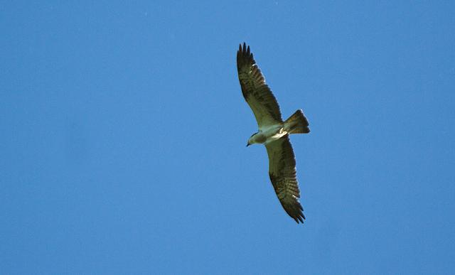 A late May Osprey glides low over Astley Moss.