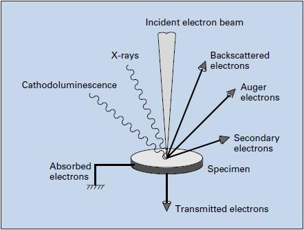 Figure 7 Emission of various electrons and electromagnetic waves from the specimen.