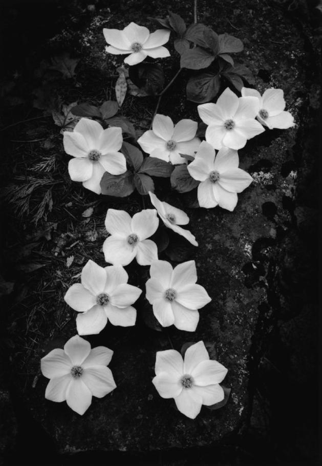 Dogwood, Yosemite National Park, California (1938) Gelatin silver print 13-9/16 x 9-9/16 inches, mounted Signed in pencil on mount; with photographer's Carmel, California 93921 ink stamp, titled and