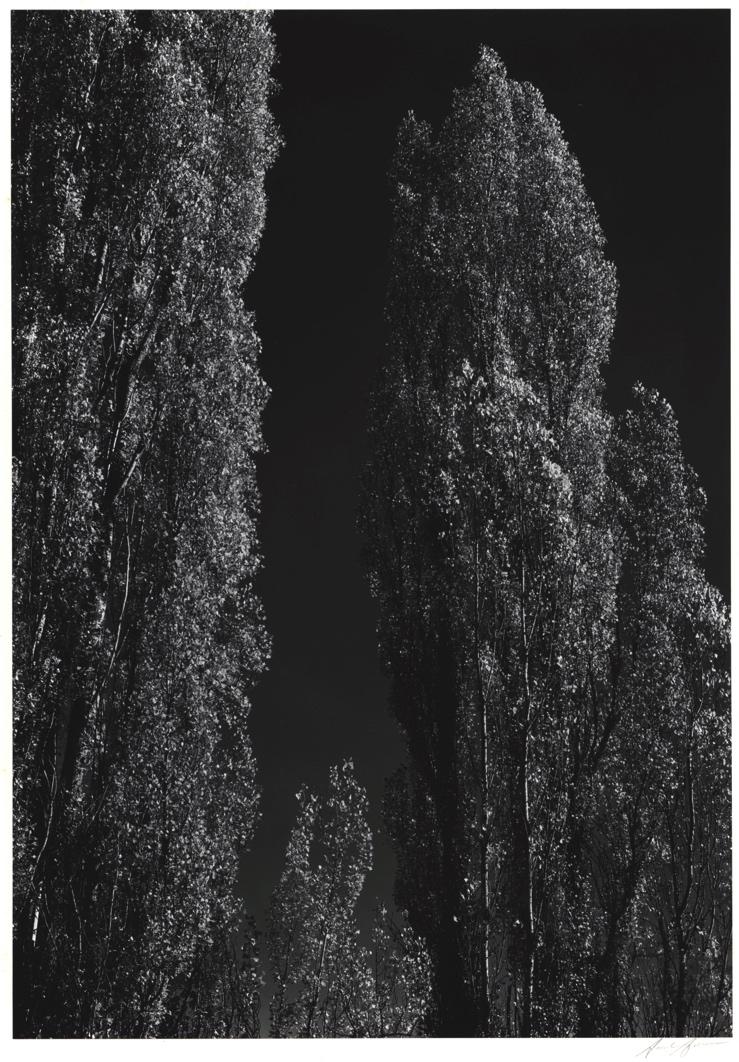 Poplars, Owen's Valley, California (1936) Early gelatin silver print 13-11/16 x 9-5/8 inches, mounted Signed in pencil on mount; with photographer's earliest Carmel, California ink stamp, titled and