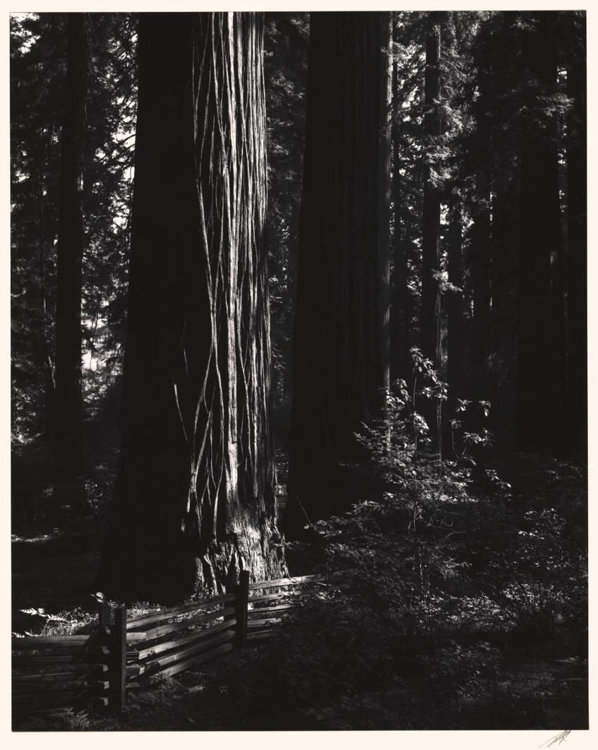 Redwoods, Richardson Grove, Northern California (ca.