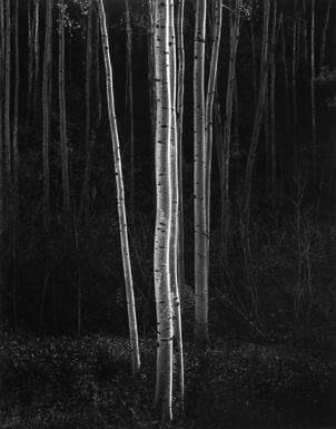 Aspens, Northern New Mexico (ca. 1958) 25-3/4 x 20-1/8 inches, mounted Signed in ink on mount; with photographer s Carmel, California 93923 ink stamp, titled and dated in ink, on mount verso.