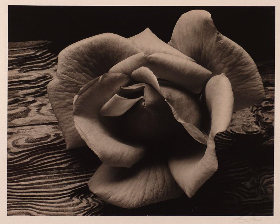 Rose and Driftwood (1932) 6-15/16 x 8-3/4 inches, mounted Signed in pencil on mount; with photographer's label, titled and annotated in pencil, on mount verso.