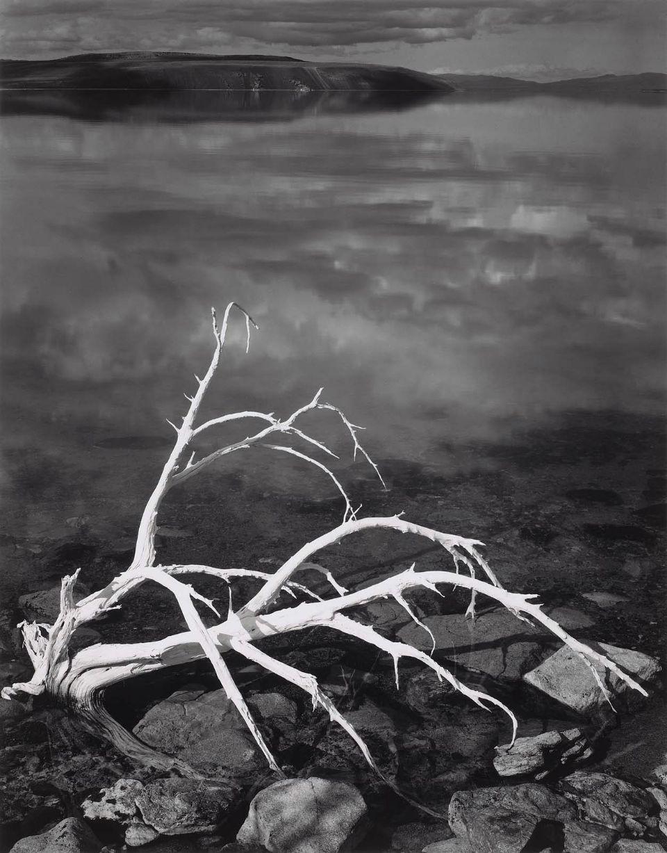 White Branches, Mono Lake, California (1947) Gelatin silver print 19-1/2 x 15-1/4 inches, mounted Signed in pencil on mount; with photographer's Carmel, California 93921 ink stamp, titled and dated