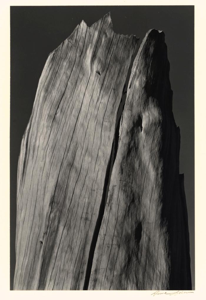 White Stump, Sierra Nevada, California (1936) 6-3/4 x 4-3/8 inches, mounted Signed in pencil on mount; with photographer's ink stamps, on mount verso.