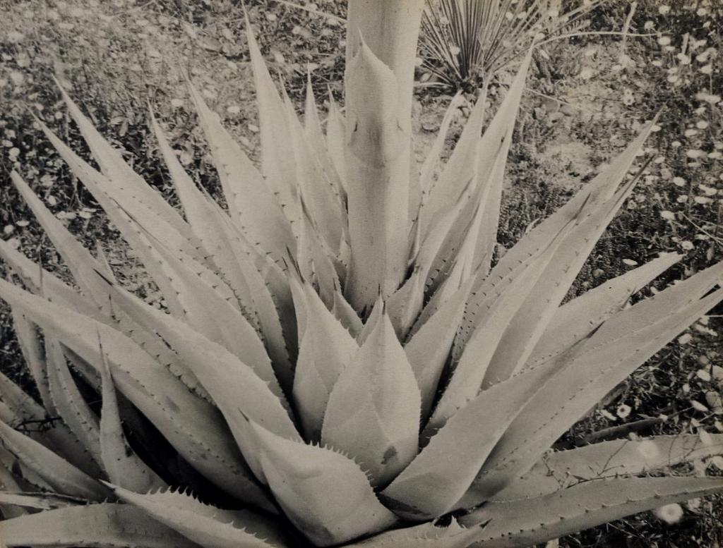 Yucca Plant (1929) 7-3/16 x 9-3/8 inches, mounted Signed in pencil on mount; with photographer's label, on mount verso.
