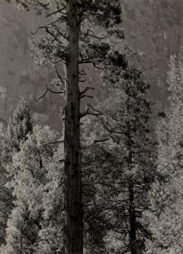 Cedar Tree, Cliffs, Yosemite Valley (ca.