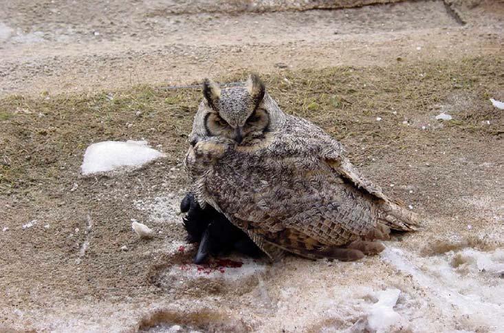 --Marc Demers (March 2, 2004) Photo by Harvey Kuszmaniuk Hello from Fort McMurray. We've had an exciting event up here, a Great Horned Owl took out a raven in front of maybe 60 people.