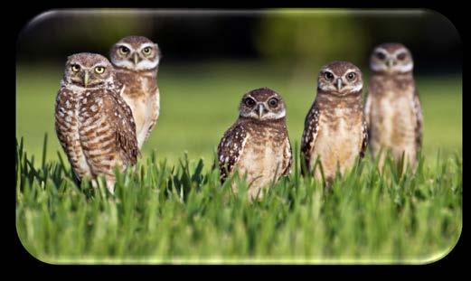 2014 Survey Effort Review of New Burrowing Owl