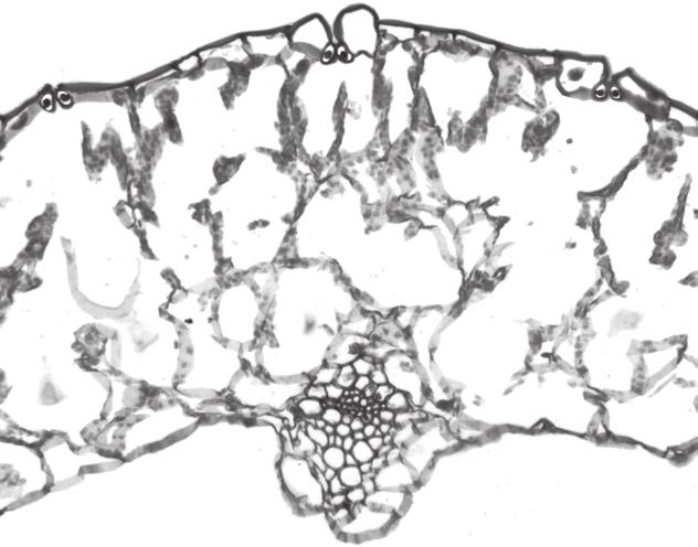 4 (b) Fig. 1.3 is a photomicrograph of a section through a tubular onion leaf. 10 green tubular leaf 200 Fig. 1.3 (i) On Fig. 1.3, use lines and the letters A, B and C to label, A - a mesophyll cell B - a xylem vessel C - an epidermal cell.