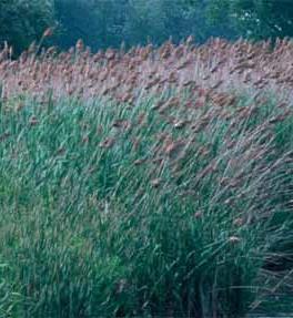 Lake Superior LAMP Project #4 Contribute to the elimination of European Common Reed (i.e., Phragmites australis, subsp.
