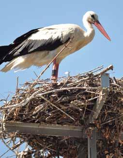 The most sustainable and durable solution for safeguarding electric poles with stork nests on them is installation of nest platforms.