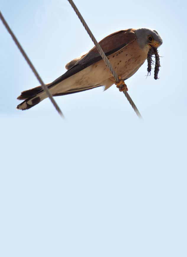 This publication is developed in the frame of the Lesser Kestrel Recovery LIFE11 NAT/BG/360 project, implemented by Green Balkans Stara Zagora NGO with the financial support of LIFE+ financial