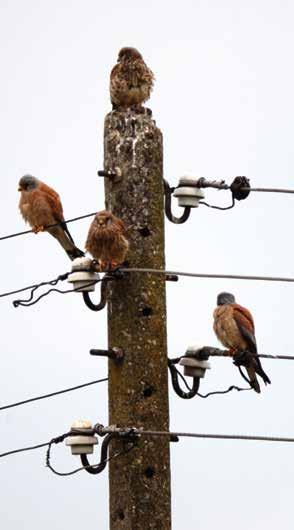 Electrocution Electrocution in these cases the birds die as a result of contact with the power line, and the passing of electrical current through the bird and the power line by the generated