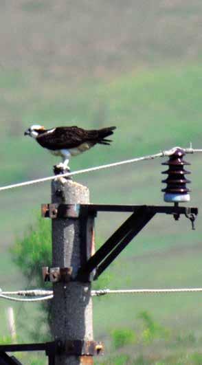 Collision with power lines Collision with power lines in this type of threats the cause of death is direct collision of birds with power