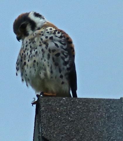 When hawks and falcons hunt from roof- tops, winter must not be far behind. American Kestrel, Falco sparverius on an EastView cottage roof.