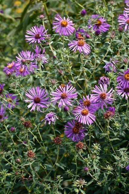 New England Aster 6-7 tall, Aster