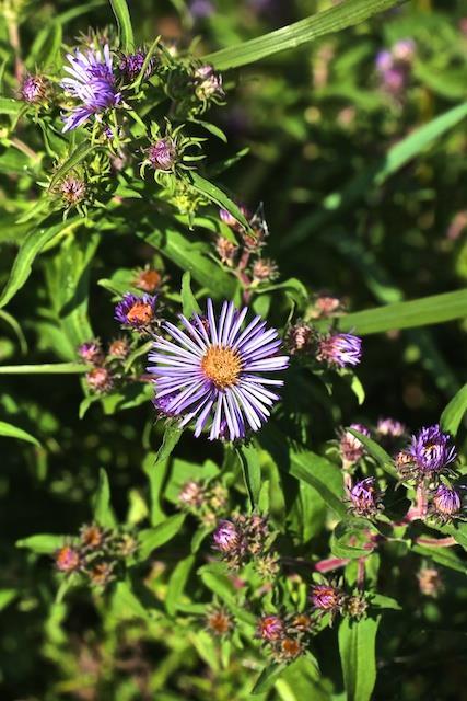 Wild New England Aster flower 3-4