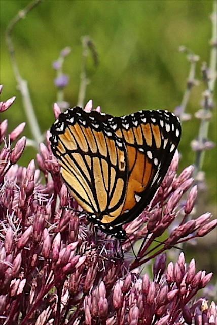 So you can see in these two photos the definite black bar on the hindwing of the Viceroy and no black bar on the Monarch.