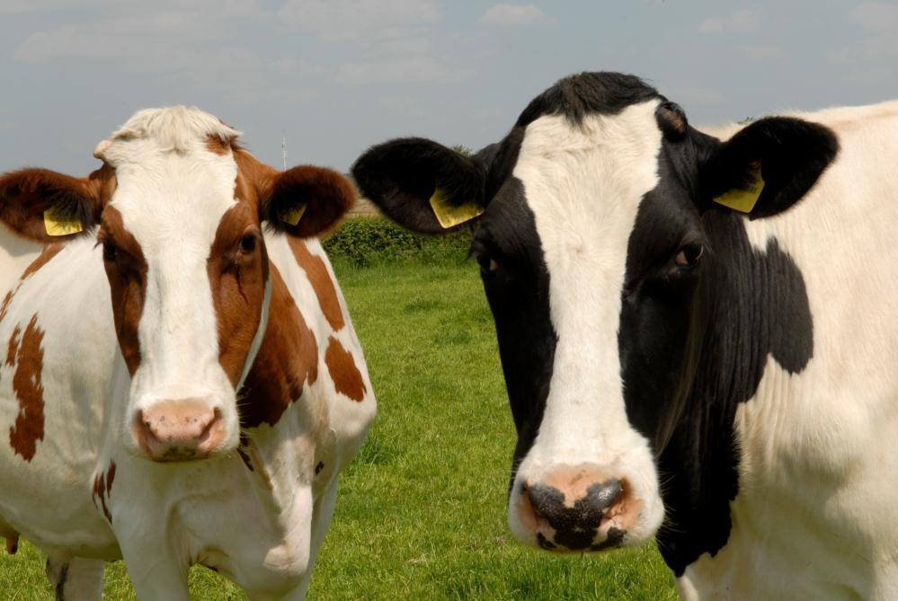 Reducing Methane Emission from Cattle Identification and