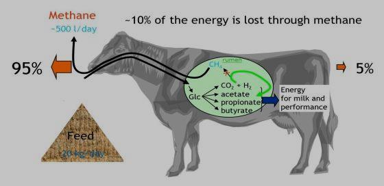 reduce methane by 25-30% in vivo 2.