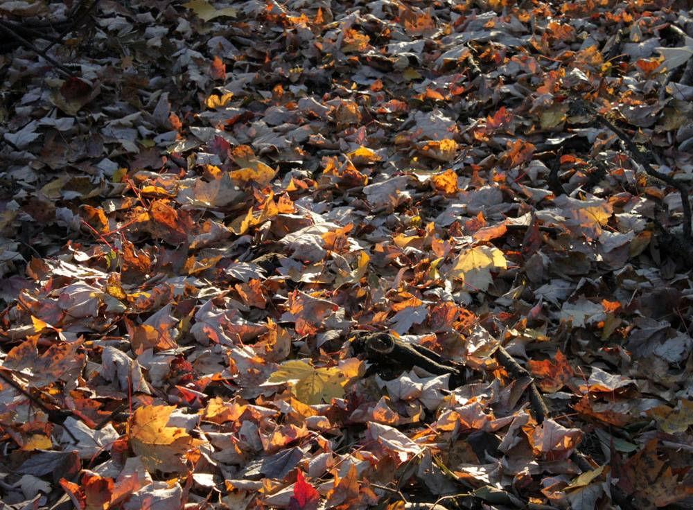 Fallen Leaves. $750. 2010. Image size 21 x 15.5 About John Kokajko: Born and raised in suburban New Jersey John has also lived in Berkley, California and the backwoods of Maine.