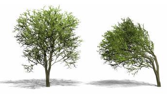 procedural modeling Simulate plants by simulating the effect of wind on tree development