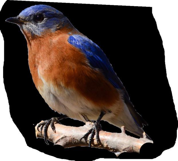 2016 & 2017 Bluebird Nesting Results by County The