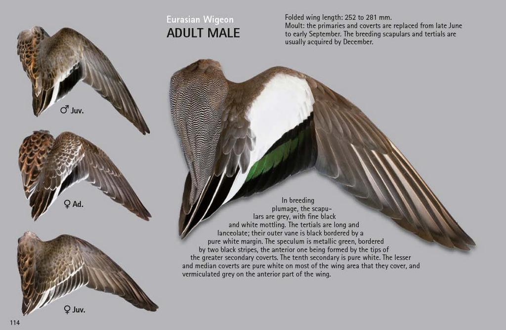 The contribution of duck wing data Differences in plumage and moult strategy means that wing feathers can allow us to identify the age and sex of the bird This allows us to build up a picture