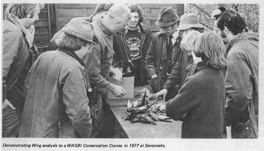 History of duck wing surveys in the UK The Duck Production Survey ran, in various guises, until the mid 1990s and was latterly supported by JNCC through it s work with BASC and WWT to monitor
