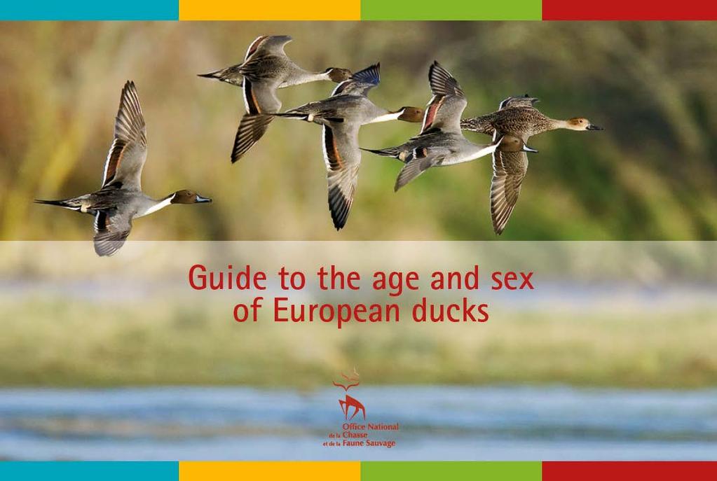 Ageing and sexing guide ONCFS and the Duck SG have produced a new guide to ageing and sexing commonly hunted ducks Publication of the English version was