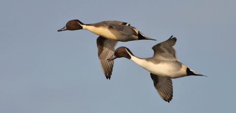 Declining ducks Evidence of declines in the UK for Wigeon, Mallard, Pintail, Pochard and Goldeneye At the flyway scale, declines have been detected for Wigeon,